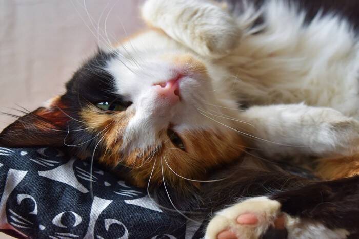 猫が床の上で『クネクネ』動いているときの理由4つ　気付いてあげたい気持ちとは