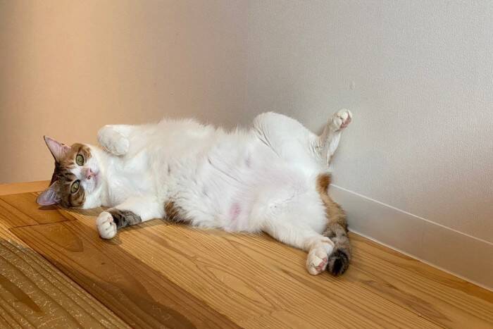 猫が床の上で『クネクネ』動いているときの理由4つ　気付いてあげたい気持ちとは