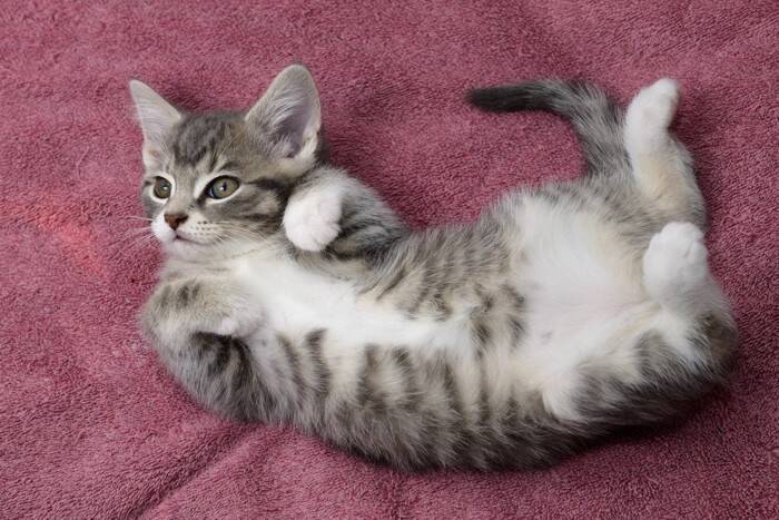 猫が床の上で『クネクネ』動いているときの理由4つ　気付いてあげたい気持ちとは