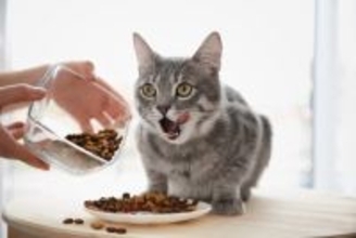 猫と暮らすのに『かかる費用』はいくら？5つの主な項目別に目安をご紹介
