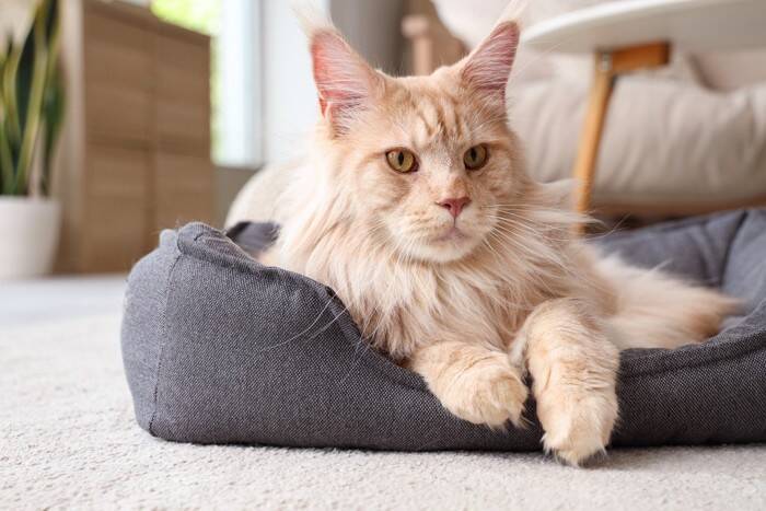 猫と暮らすのに『かかる費用』はいくら？5つの主な項目別に目安をご紹介