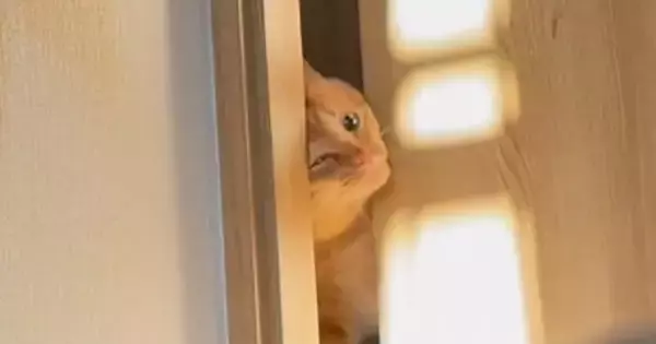 保護から2か月が経った元野良猫→朝になると起こしに来て…羨ましすぎる『モーニングルーティン』が16万再生「本当に可愛い」「完全に家猫」