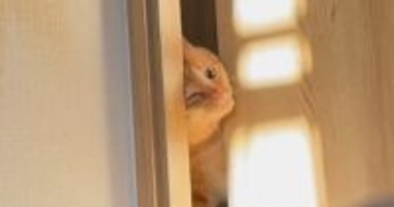 保護から2か月が経った元野良猫→朝になると起こしに来て…羨ましすぎる『モーニングルーティン』が16万再生「本当に可愛い」「完全に家猫」