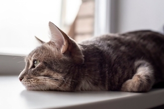 猫の命に関わる薬の副作用を『ハチミツ』が救った！「中毒性表皮壊死症」の症例と医療用ハチミツでの治療方法を獣医が解説