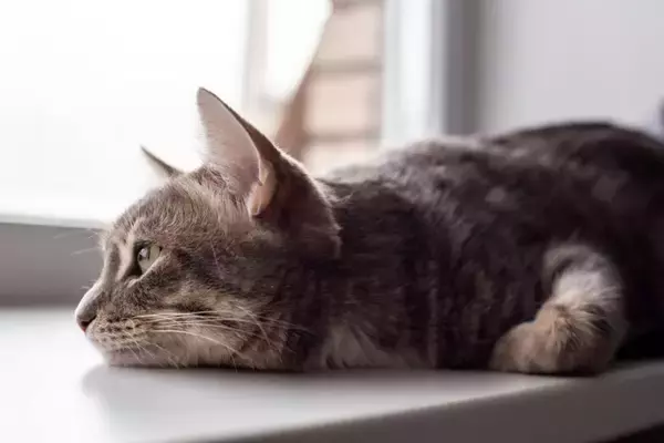 猫の命に関わる薬の副作用を『ハチミツ』が救った！「中毒性表皮壊死症」の症例と医療用ハチミツでの治療方法を獣医が解説