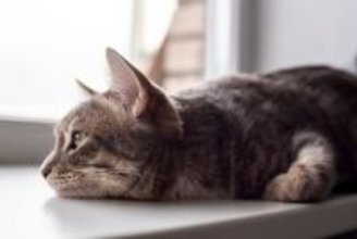 猫の命に関わる薬の副作用を『ハチミツ』が救った！「中毒性表皮壊死症」の症例と医療用ハチミツでの治療方法を獣医が解説