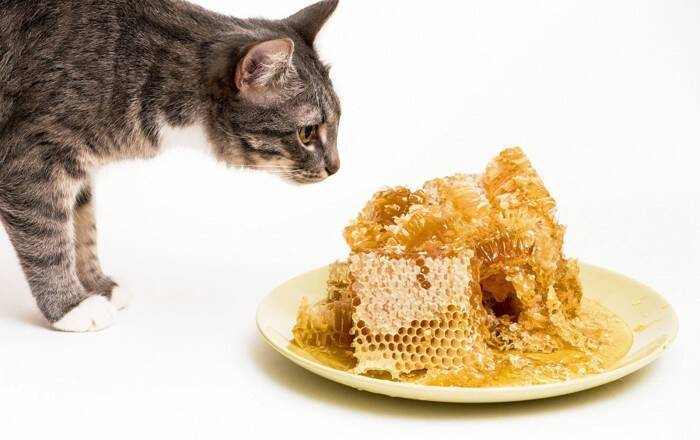 猫の命に関わる薬の副作用を『ハチミツ』が救った！「中毒性表皮壊死症」の症例と医療用ハチミツでの治療方法を獣医が解説