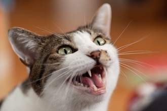 猫があなたのことを『呼んでいる』サイン4選　考えられる心理や応え方のコツも解説
