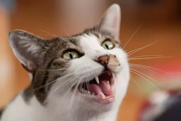 猫があなたのことを『呼んでいる』サイン4選　考えられる心理や応え方のコツも解説