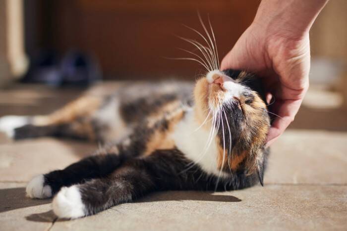 猫があなたのことを『呼んでいる』サイン4選　考えられる心理や応え方のコツも解説