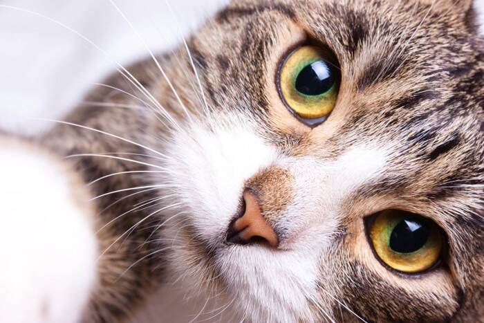 猫があなたのことを『呼んでいる』サイン4選　考えられる心理や応え方のコツも解説