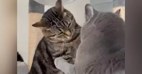 先輩猫から『にゃんプロ』を仕掛けられた後輩猫→近くにいた飼い主さんに…『可愛すぎる行動』に反響「本当に訴えてるｗ」「控え目なサインｗ」