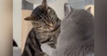 先輩猫から『にゃんプロ』を仕掛けられた後輩猫→近くにいた飼い主さんに…『可愛すぎる行動』に反響「本当に訴えてるｗ」「控え目なサインｗ」