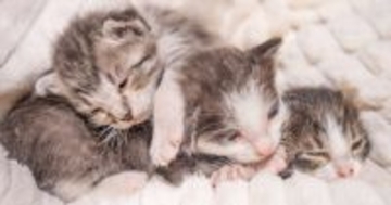 瀕死の状態で『庭にいた子猫たち』→保護から約３年が経過すると…劇的な『ビフォーアフター』に「風格がすごい」「立派になったね」と反響