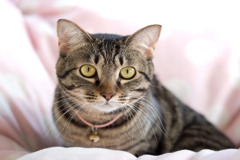 『長生きしやすい』と言われる猫種4選　他の種類とは何が違うの？長寿のために必要なこととは