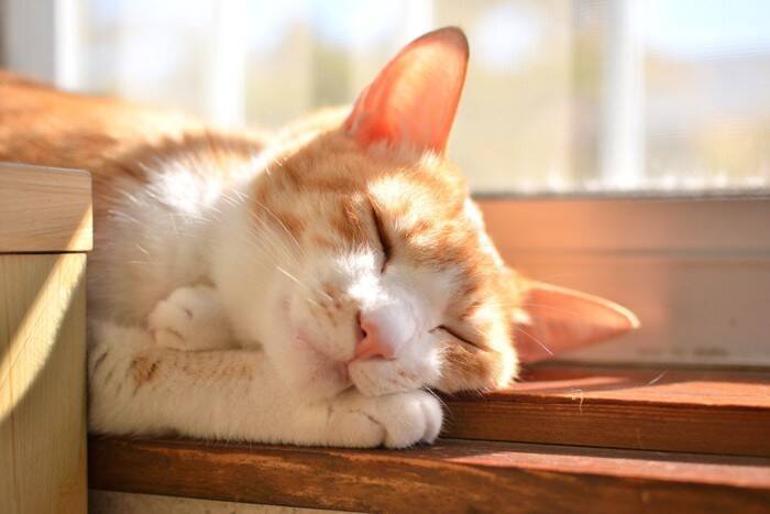 『長生きしやすい』と言われる猫種4選　他の種類とは何が違うの？長寿のために必要なこととは