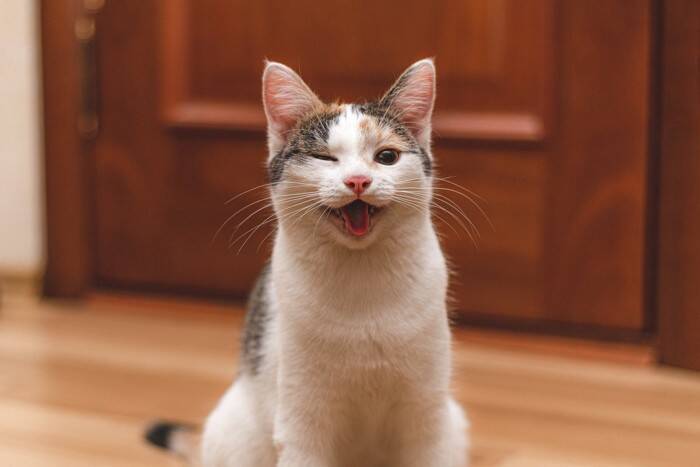 『長生きしやすい』と言われる猫種4選　他の種類とは何が違うの？長寿のために必要なこととは