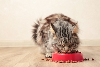 『食べるのが下手な猫』が抱えている原因3つ　なぜ食べこぼすの？改善策もご紹介