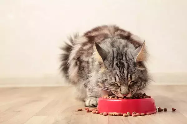 『食べるのが下手な猫』が抱えている原因3つ　なぜ食べこぼすの？改善策もご紹介