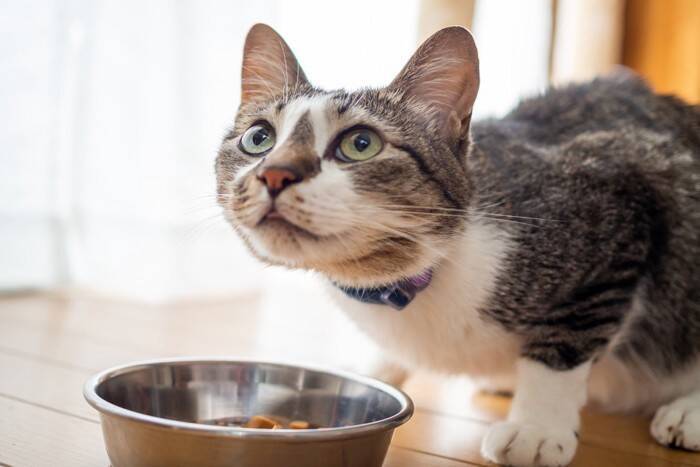 『食べるのが下手な猫』が抱えている原因3つ　なぜ食べこぼすの？改善策もご紹介