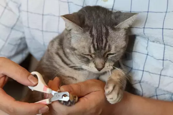 猫の『爪切り』をサボると起こりうるリスク3つ　定期的なケアが必要な理由や嫌がる猫への対処法も