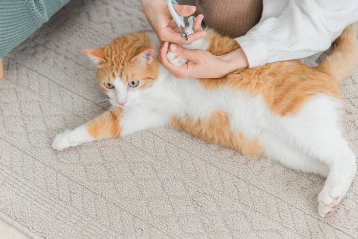 猫の『爪切り』をサボると起こりうるリスク3つ　定期的なケアが必要な理由や嫌がる猫への対処法も