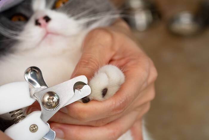 猫の『爪切り』をサボると起こりうるリスク3つ　定期的なケアが必要な理由や嫌がる猫への対処法も
