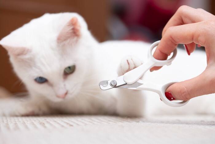 猫の『爪切り』をサボると起こりうるリスク3つ　定期的なケアが必要な理由や嫌がる猫への対処法も