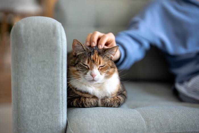猫を疲れさせてしまう『飼育環境』5つ　起こりうるトラブルや改善すべきポイントまで