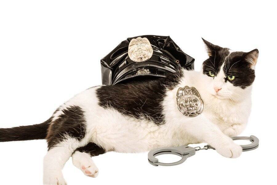 被害者の心のケアを担う「猫警察官」が、テレビ番組の主役になって登場　フランス