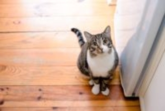猫が飼い主の『後ろをついて回る』心理4選　可愛いけど危険？原因と対処法まで
