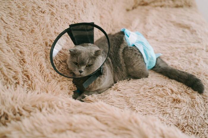 猫に『オムツ』を履かせたいシーン4選　着脱のコツから嫌がるときの対処法まで