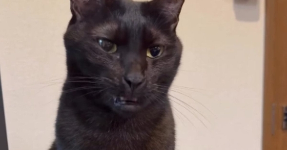 『あくびしないの』と聞かれた黒猫→次の瞬間…普段とは違う『まさかすぎる口の動き』が96万再生「スッキリしないｗ」「大爆笑」「ニヤけたｗ」