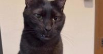 『あくびしないの』と聞かれた黒猫→次の瞬間…普段とは違う『まさかすぎる口の動き』が96万再生「スッキリしないｗ」「大爆笑」「ニヤけたｗ」