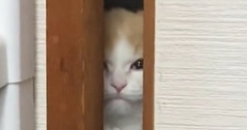 お部屋から出られない猫→ドアの隙間から…胸がキュンとなる『愛おしい光景』に43万いいね「世界一可愛いシャイニング」「涙が出る」