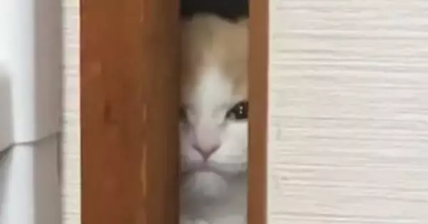 お部屋から出られない猫→ドアの隙間から…胸がキュンとなる『愛おしい光景』に43万いいね「世界一可愛いシャイニング」「涙が出る」