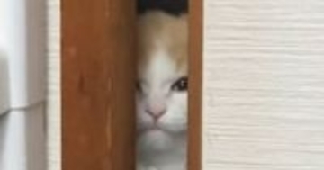 お部屋から出られない猫→ドアの隙間から…胸がキュンとなる『愛おしい光景』に43万いいね「世界一可愛いシャイニング」「涙が出る」