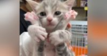 活発な性格の『ちいさな子猫』を迎えてから３年→体は大きくなっても中身は『赤ちゃん』のままで…尊い『成長記録』に反響「なんてかわいいの」