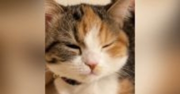 猫が『あくび』をする直前、『口元』を見ていると……悶絶必至の『尊すぎる光景』が109万再生「準備運動可愛いいｗ」「モギュッッッ」