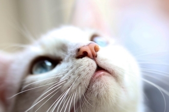 猫が『鼻チュー』をしているときの理由4つ　隠されている意味や上手な応え方まで解説