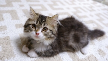 見た目が『似すぎている猫種』3選　見分けるポイントから魅力・特徴までご紹介