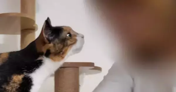久しぶりに家にやってきた母→猫たちと『再会』した結果…微笑ましい光景に「とても癒された」「みんな可愛い」と笑顔になる人が続出