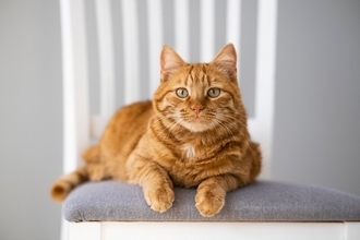 猫が隙あらば『人のイスを奪いたがる』3つの理由　少し席を立っただけなのに…上手な対処法はある？