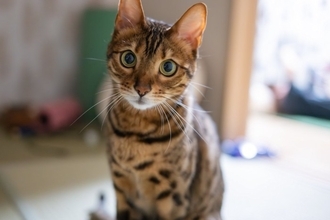 『猫のことが苦手な人』ほど好かれやすい理由4選　自覚がなくても猫にとっては魅力的？