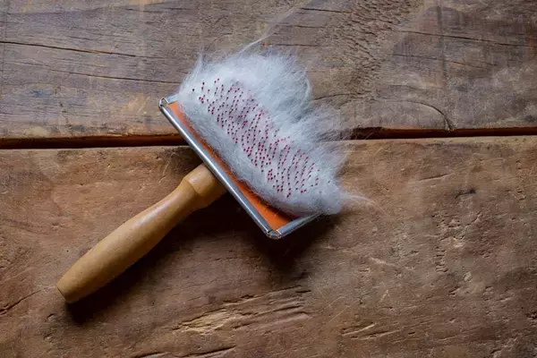 大量の抜け毛が発生する『猫の換毛期』取るべき5つの対策　放置すると起きるトラブルも