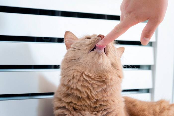 大量の抜け毛が発生する『猫の換毛期』取るべき5つの対策　放置すると起きるトラブルも