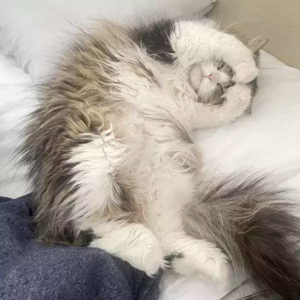 寝ている猫の手を見てみたら…まさかの『綺麗すぎる形』が素敵だと39万表示の反響「思ってた以上にｗ」「帽子かと思ったｗ」の声