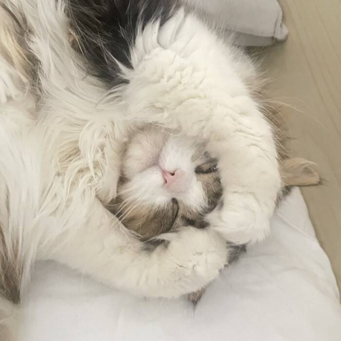 寝ている猫の手を見てみたら…まさかの『綺麗すぎる形』が素敵だと39万表示の反響「思ってた以上にｗ」「帽子かと思ったｗ」の声