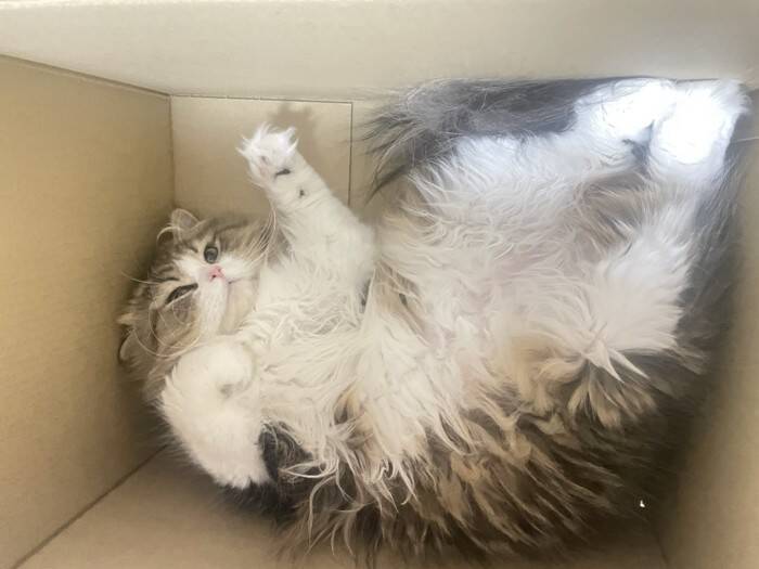 寝ている猫の手を見てみたら…まさかの『綺麗すぎる形』が素敵だと39万表示の反響「思ってた以上にｗ」「帽子かと思ったｗ」の声