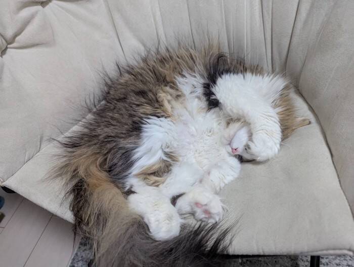 寝ている猫の手を見てみたら…まさかの『綺麗すぎる形』が素敵だと39万表示の反響「思ってた以上にｗ」「帽子かと思ったｗ」の声